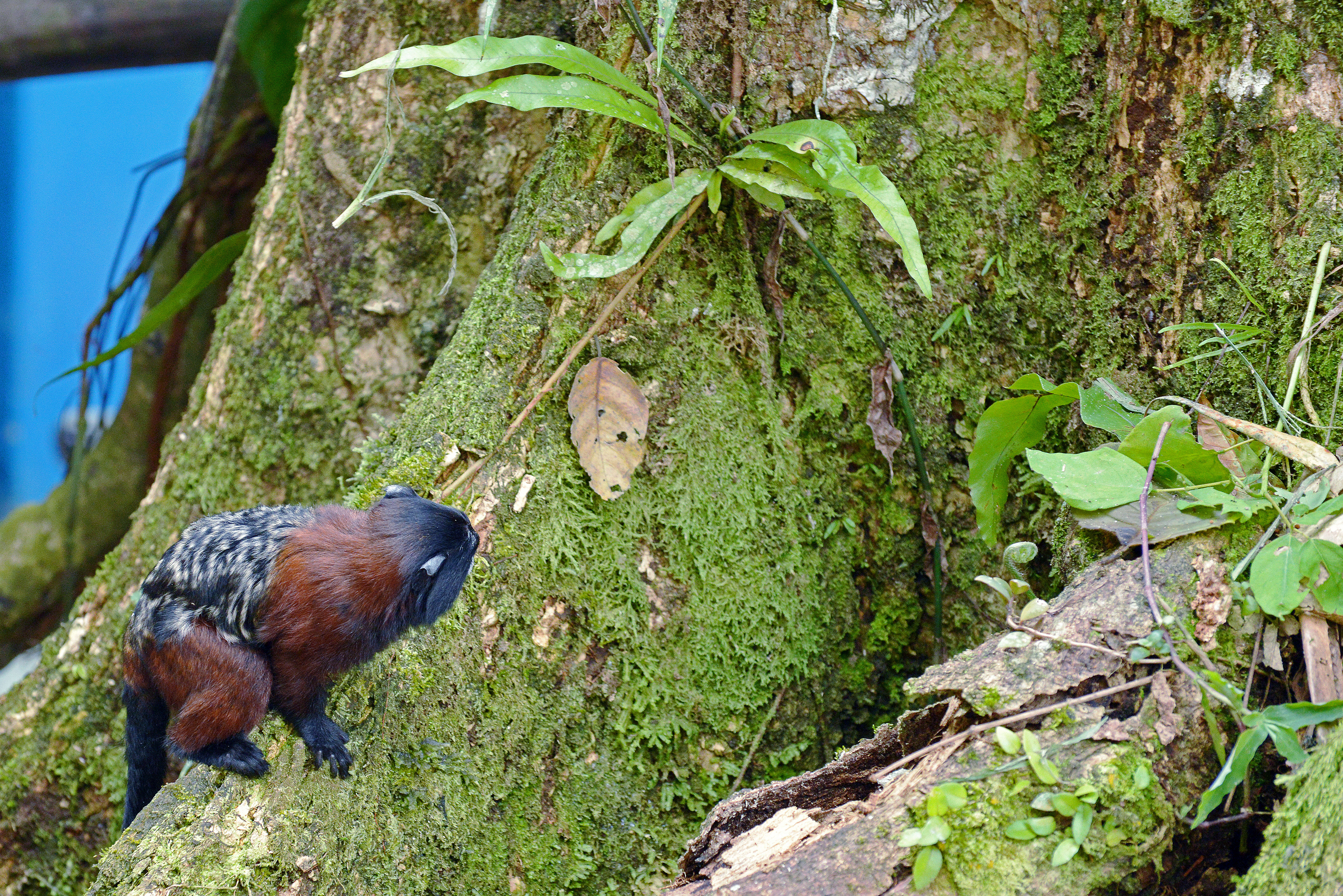 Image de Tamarin à manteau rouge