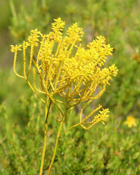 Imagem de Polygala cymosa Walt.