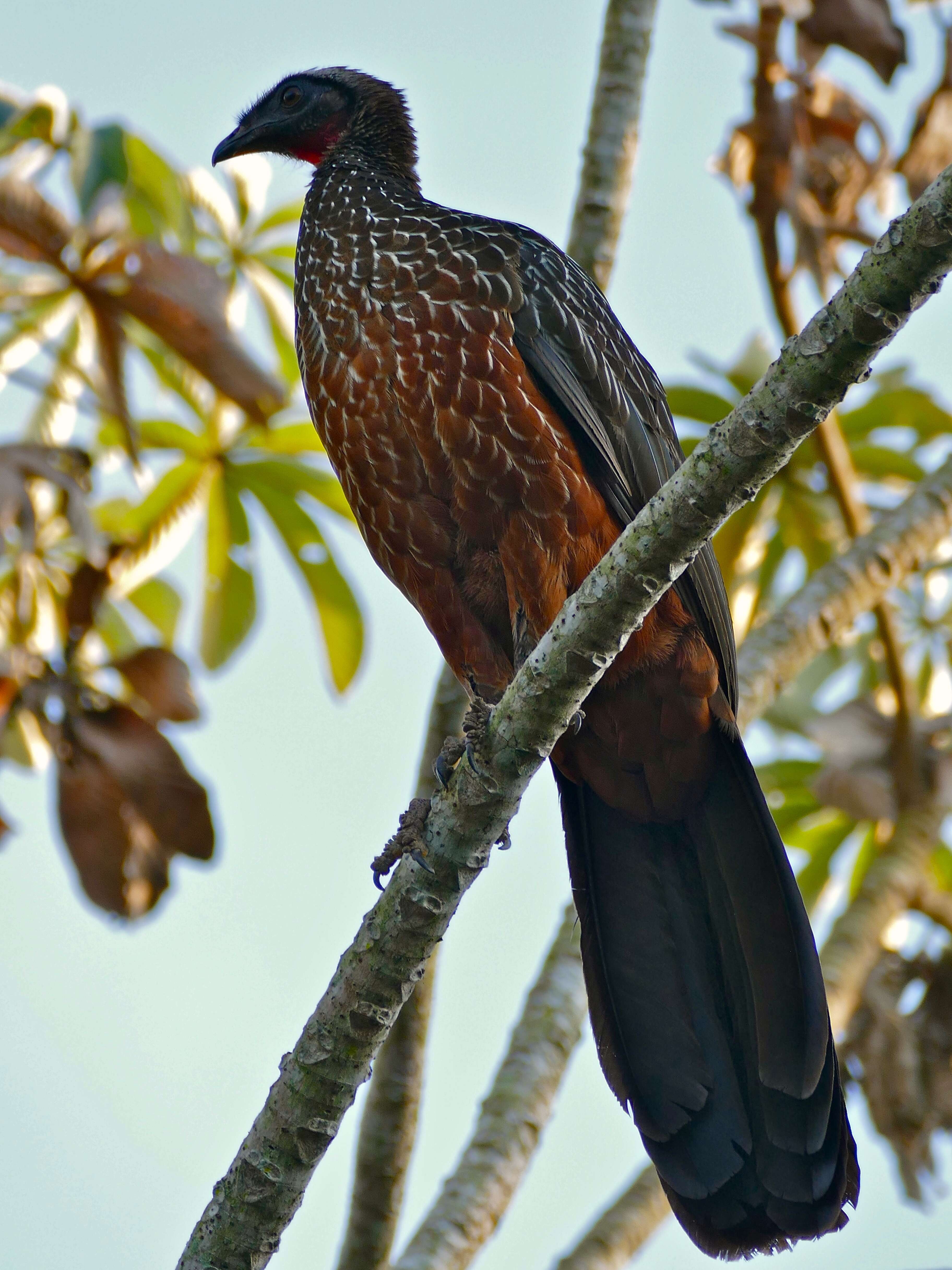 Image of Chestnut-bellied Guan