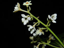 Image of Pleurothyrium golfodulcense W. Burger & N. Zamora