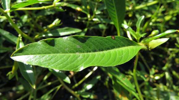 Image of floating primrose-willow