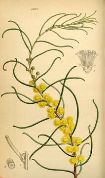 Acacia leptoneura Benth. resmi