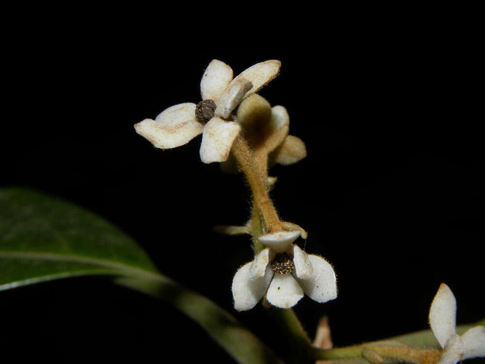 Image of Pleurothyrium golfodulcense W. Burger & N. Zamora