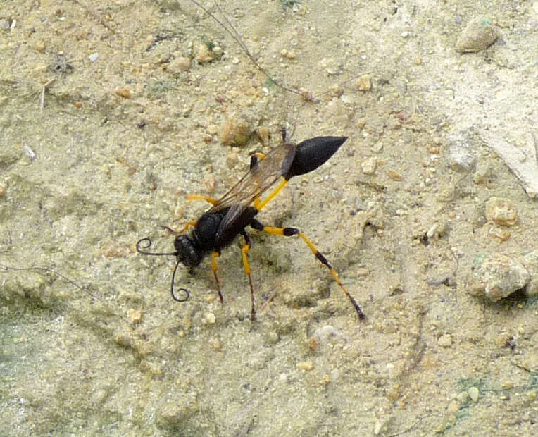 Image of mud daubers