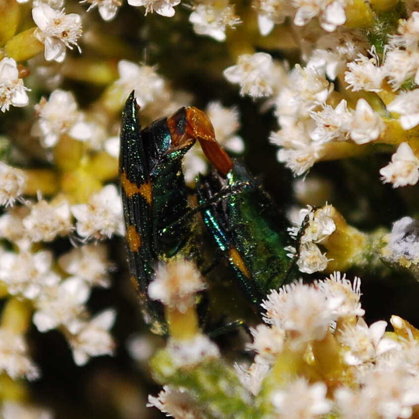 Image of Ozothamnus hookeri Sond.