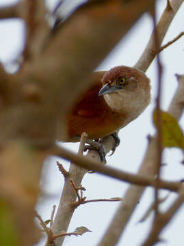 Image of Greater Thornbird