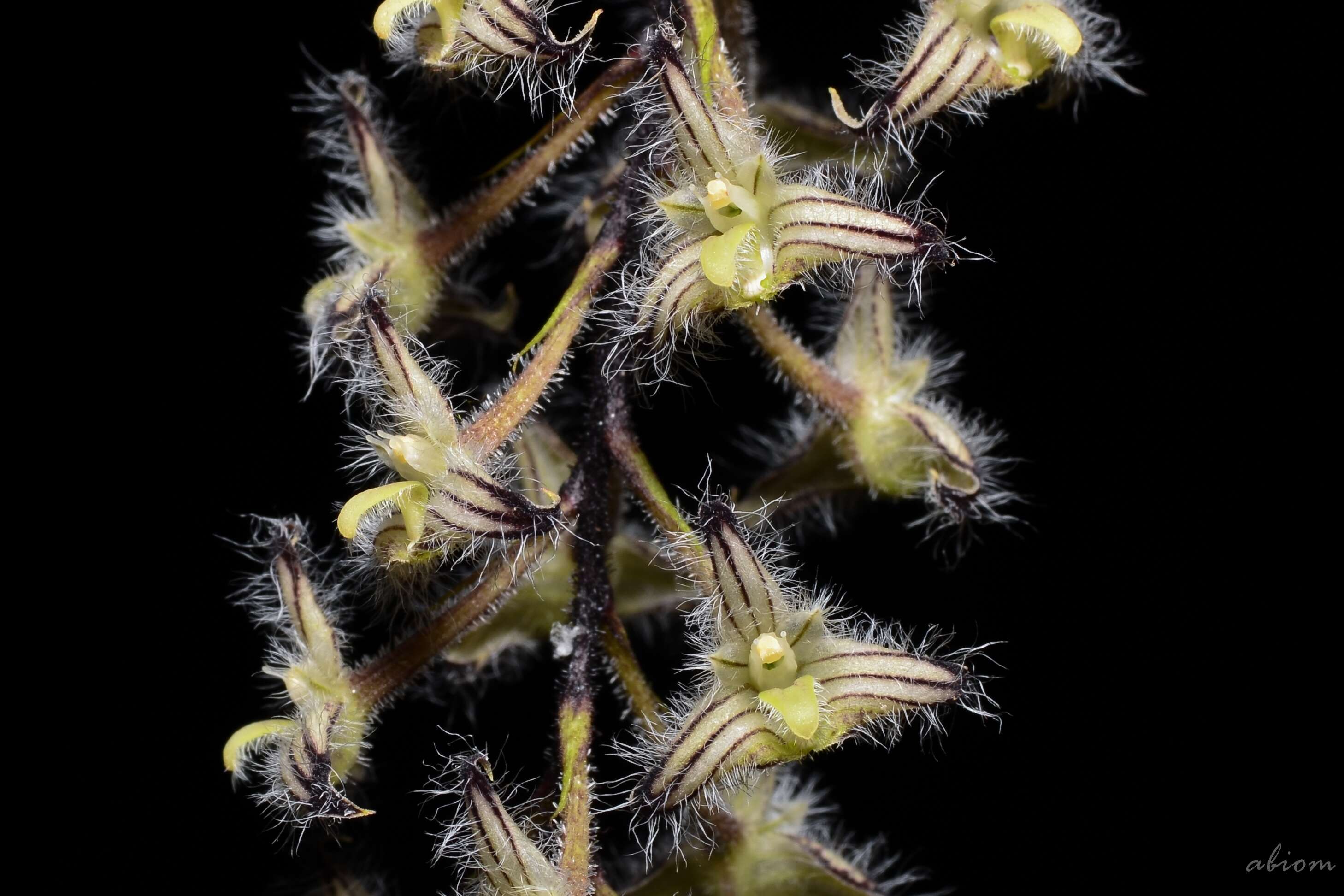 Image of Bulbophyllum lindleyanum Griff.