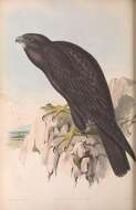 Image of Black Falcon
