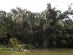 Image of raffia palm