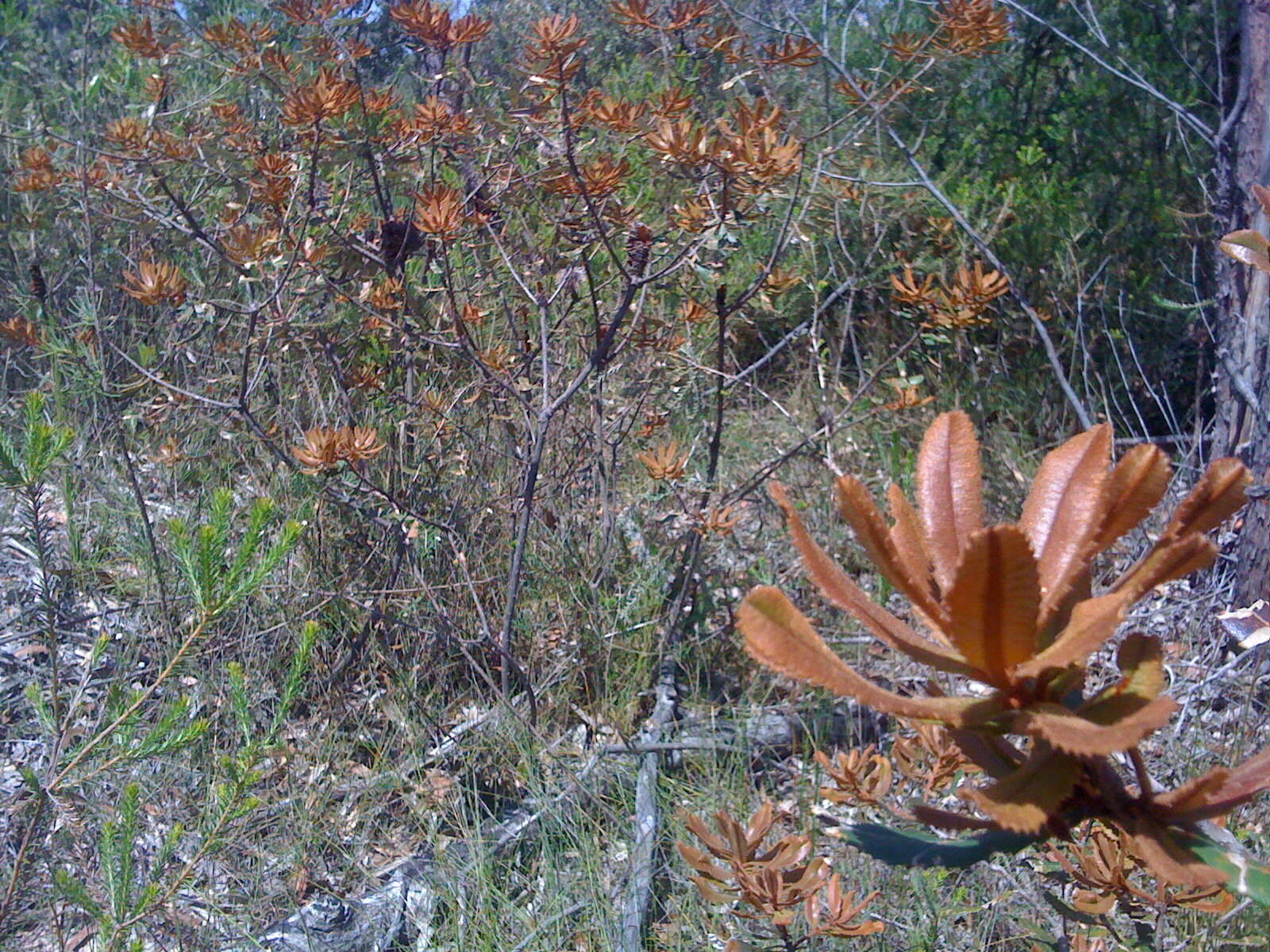 Image of Banksia oblongifolia Cav.