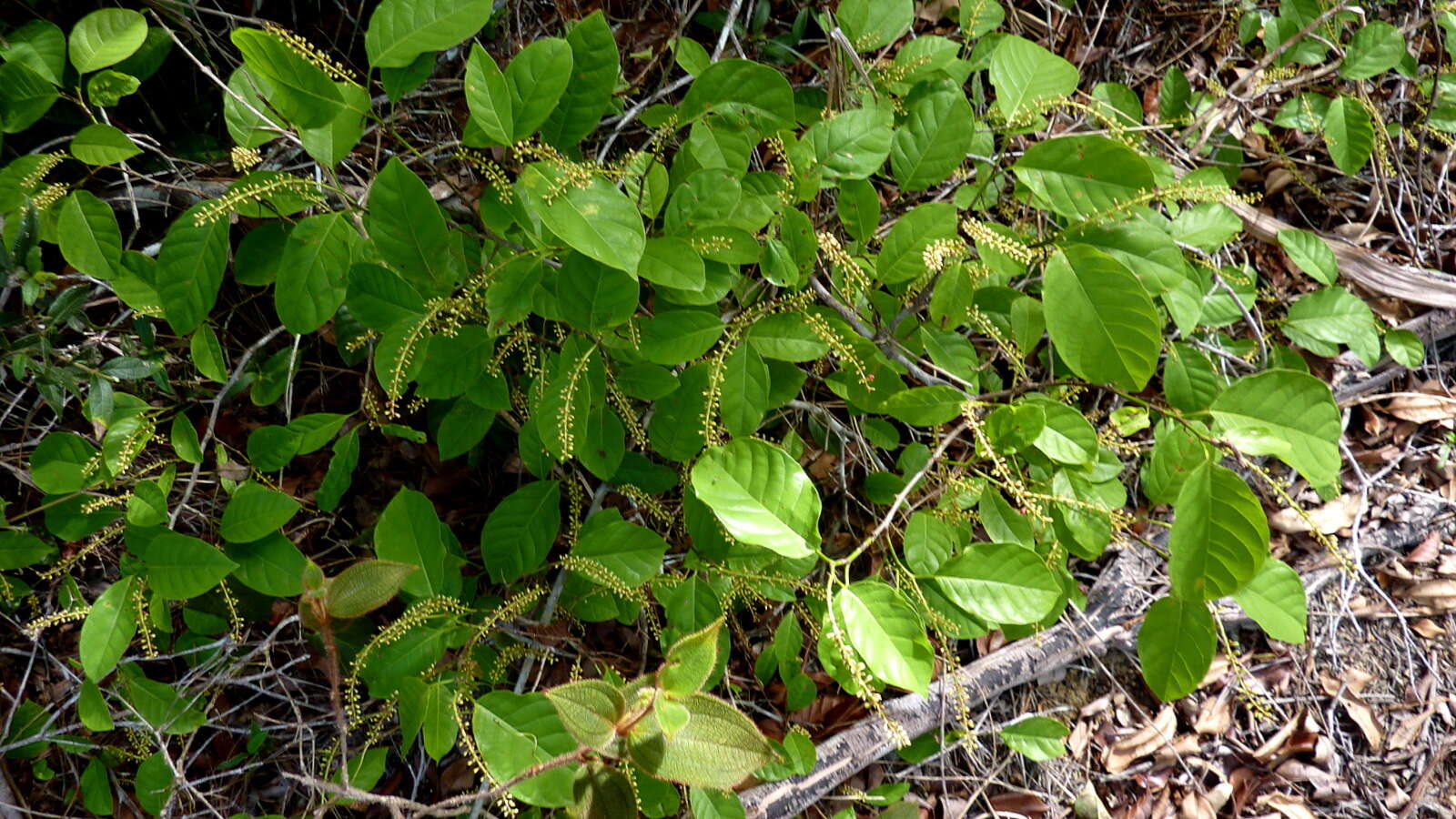 Image of Coccoloba arborescens (Vell.) Howard