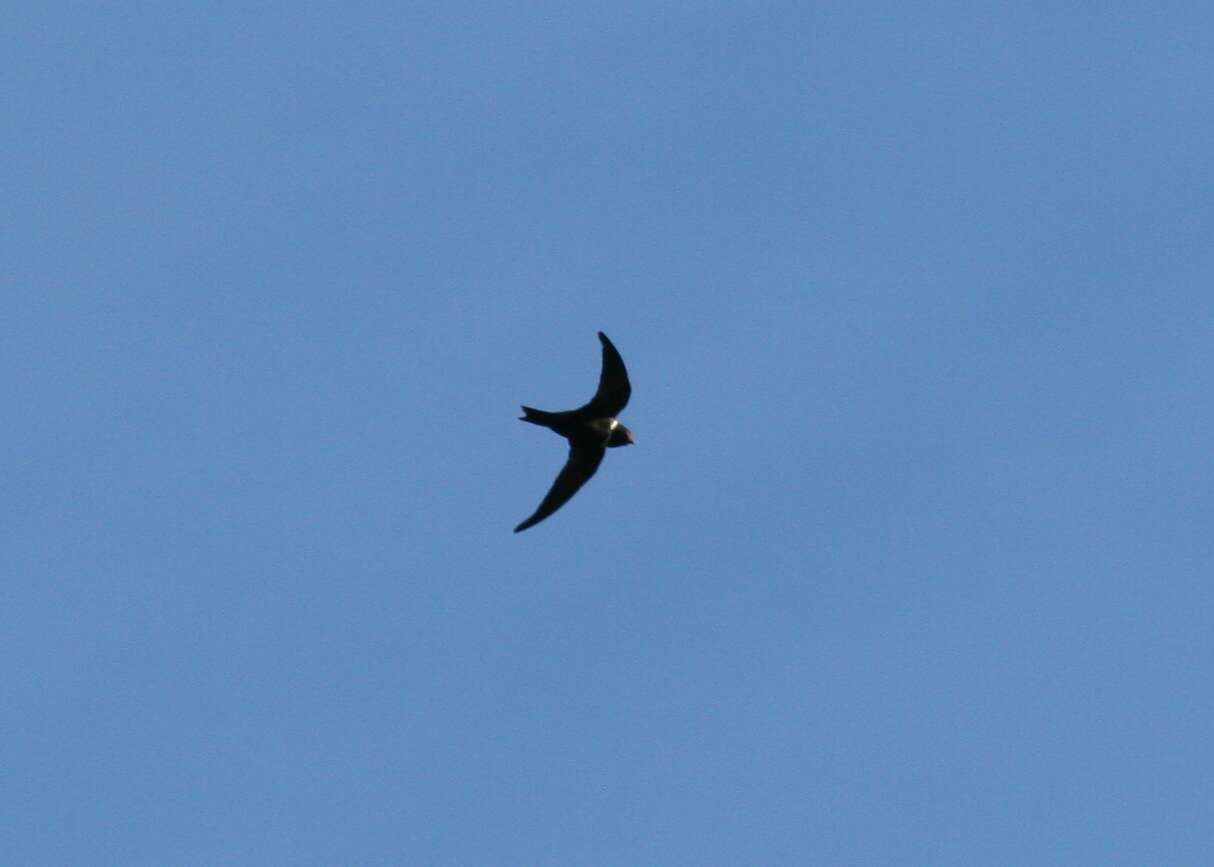 Image of White-collared Swift