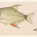 Image of Wimple piranha