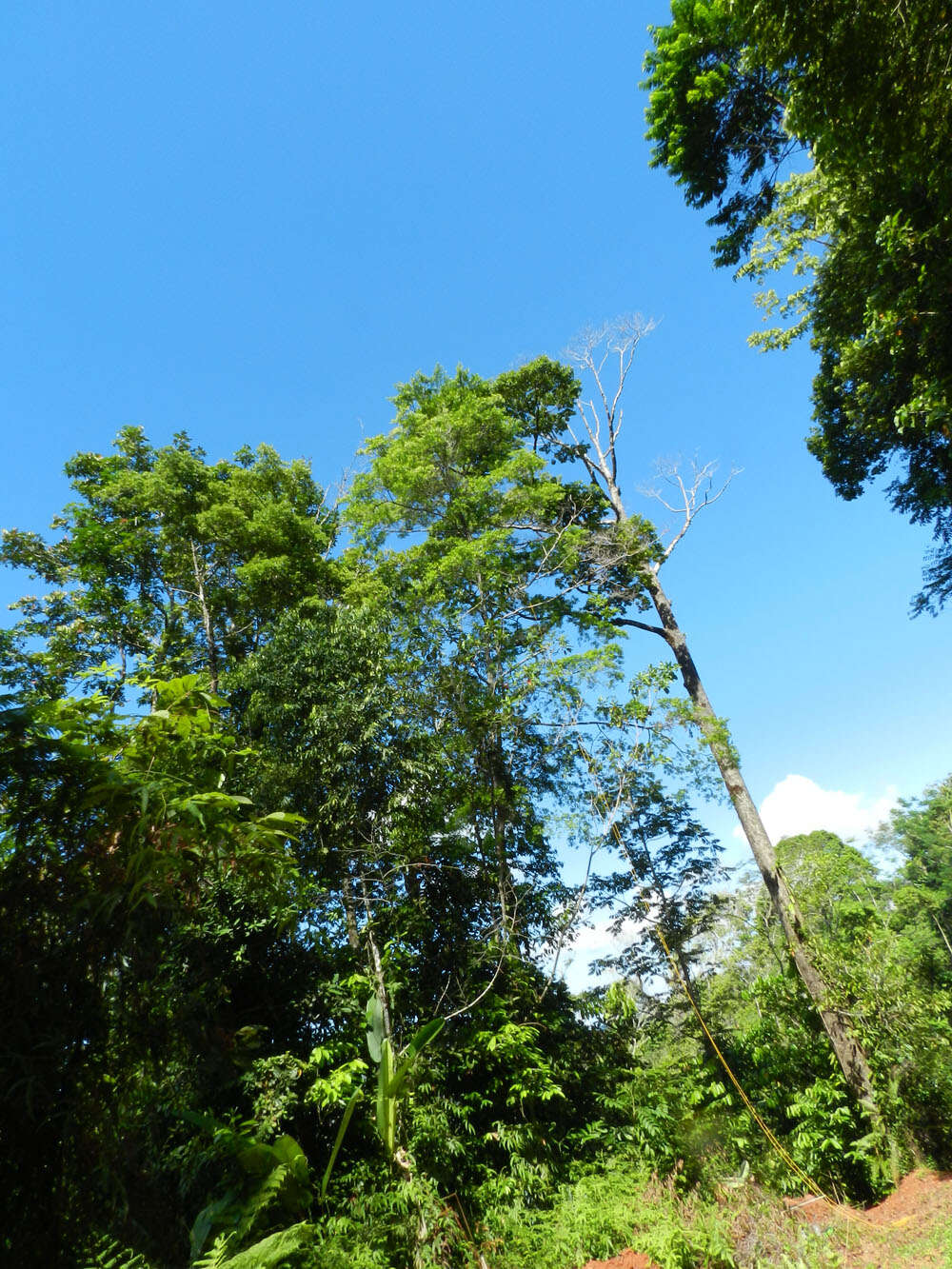 Image of Ocotea multiflora H. van der Werff