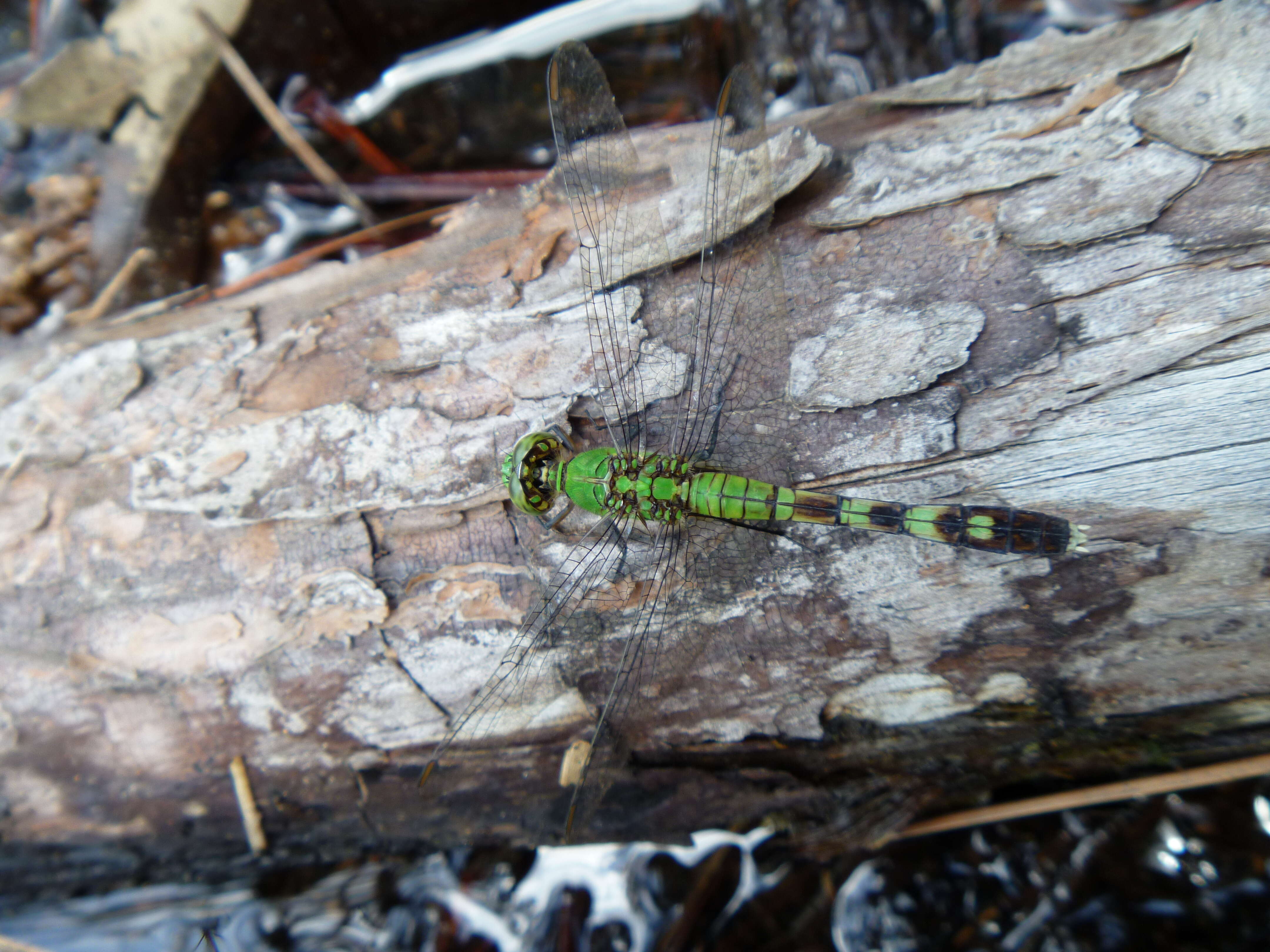 Image of Eastern Pondhawk