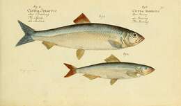 Image of Atlantic Herring