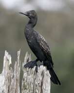 Image of Phalacrocorax Brisson 1760