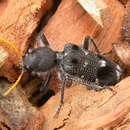 Image of Yellow-horned Clerid