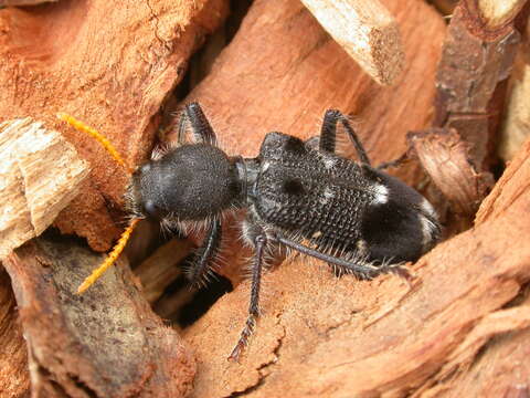 Image of Yellow-horned Clerid