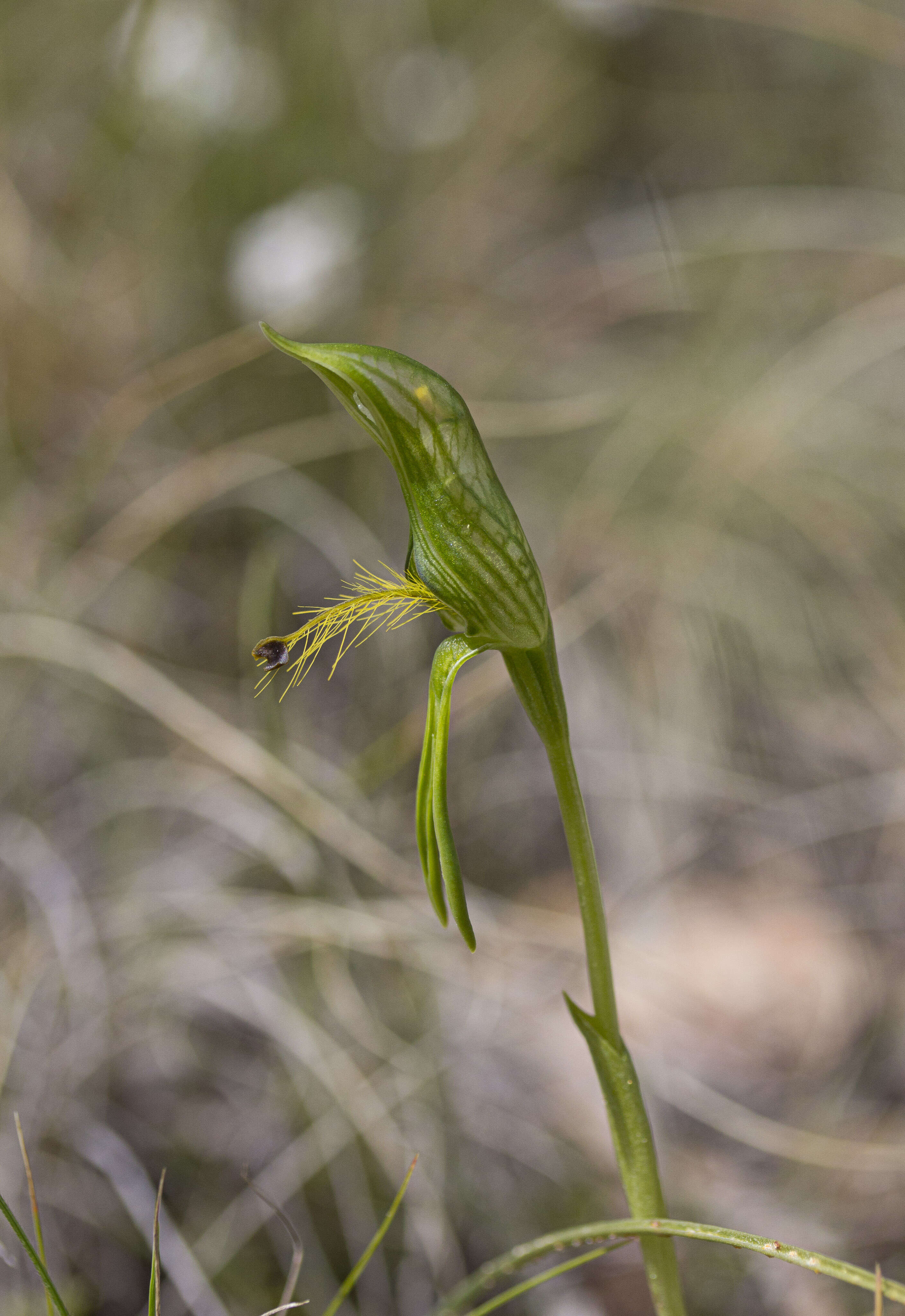 Image of Plumed greenhood