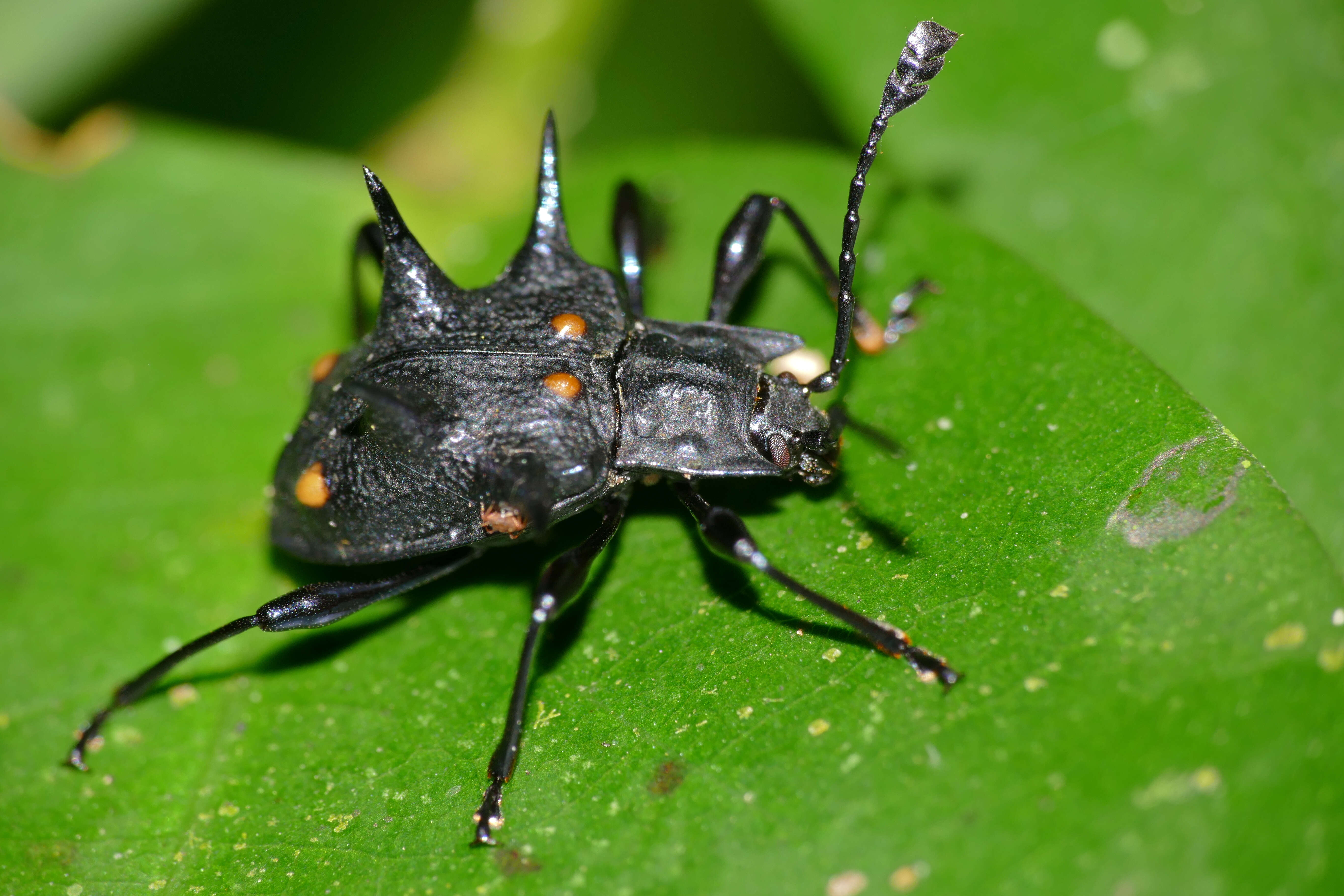 Image of Cacodaemon arrowi Strohecker 1964