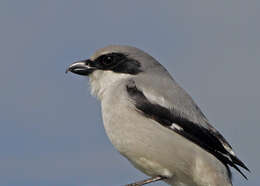 Image of true shrikes