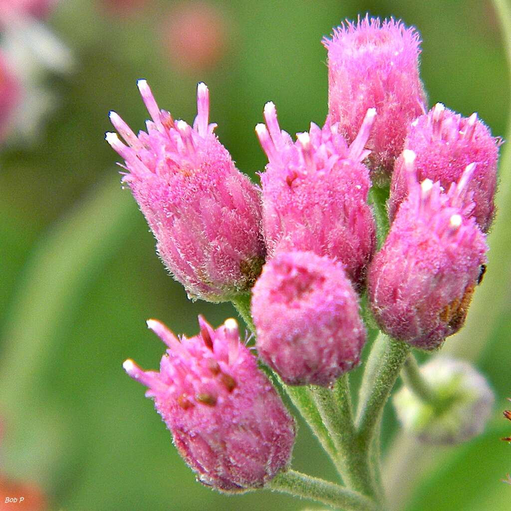 Pluchea odorata (L.) Cass. resmi