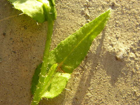 Image of Menzies' fiddleneck