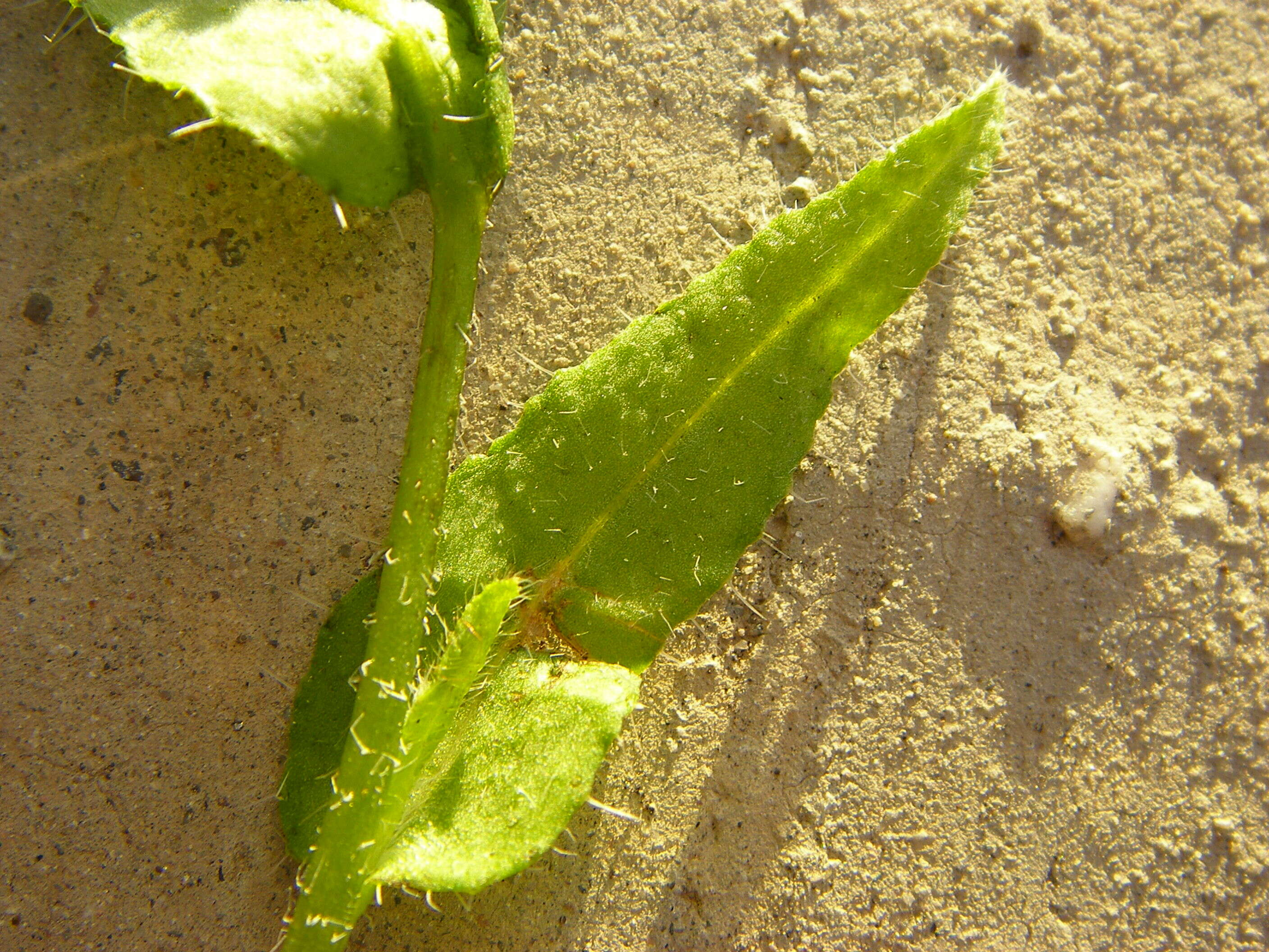 Image of fiddleneck