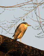 Image of Night Herons