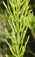 Image of field horsetail