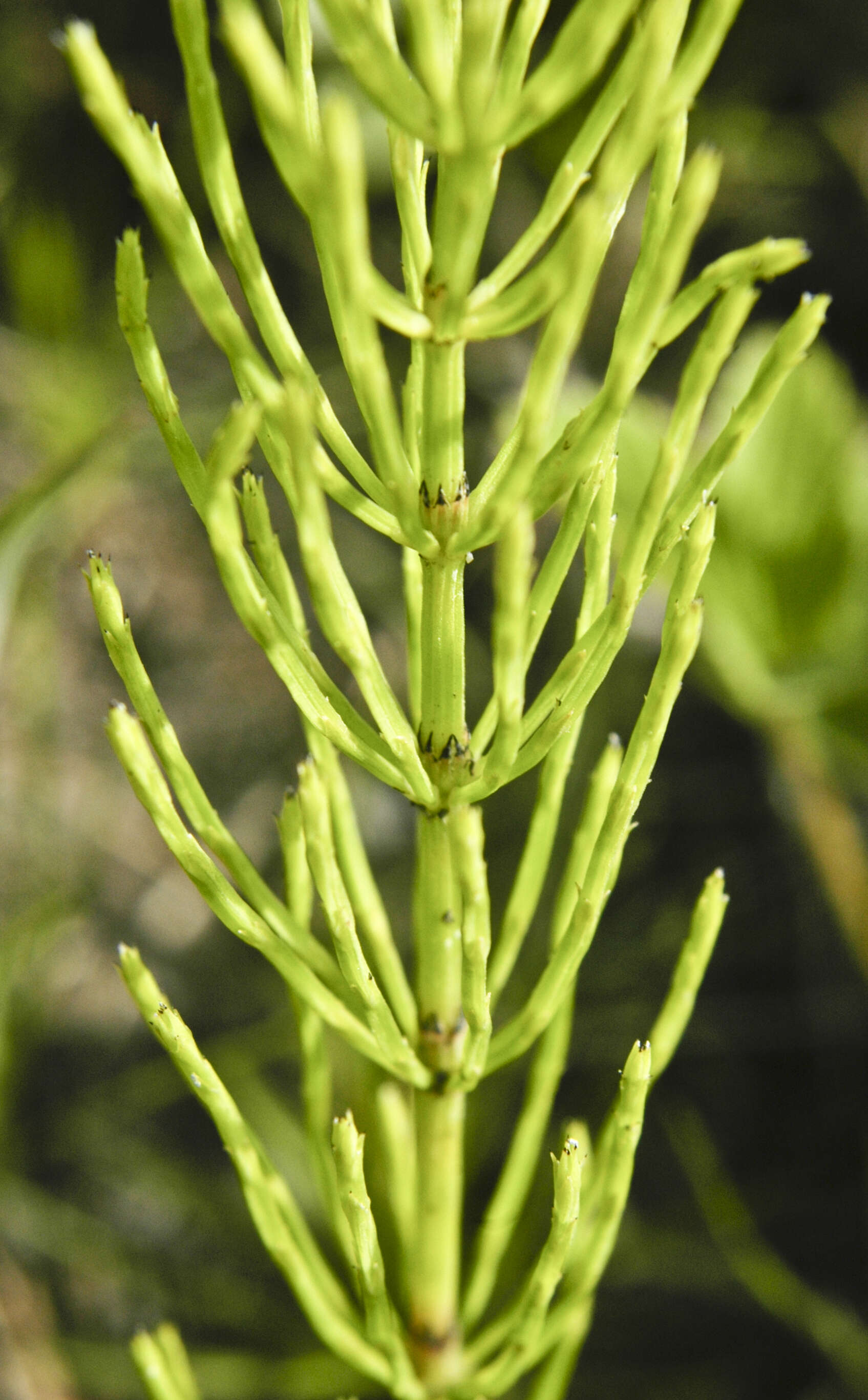 Image of field horsetail