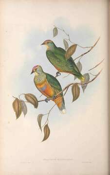 صورة Ptilinopus regina ewingii Gould 1842