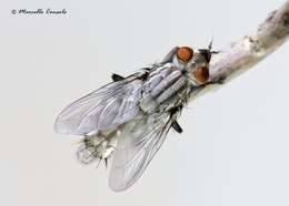 Image of flesh flies