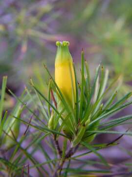 Слика од Astroloma pinifolium (R. Br.) Benth.