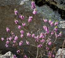 Image of Daphne glomerata Lam.