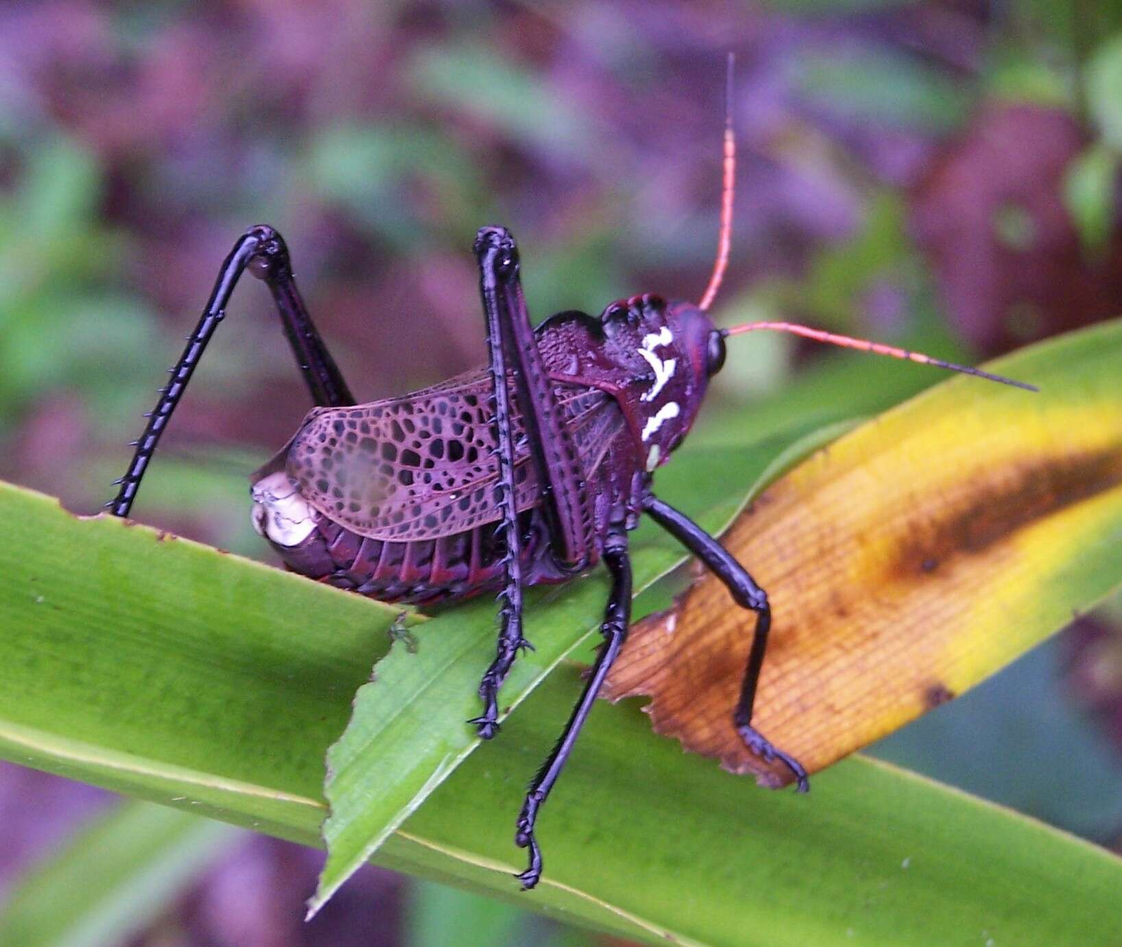 Image of lubber grasshopper