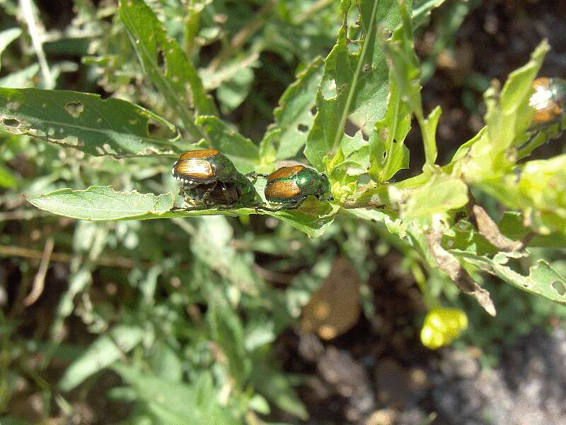 Image of Small sundrops