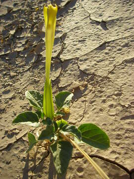 Image de Datura