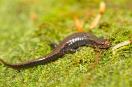 Image of Pygmy Salamander