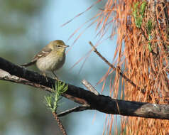 Image de Paruline des pins