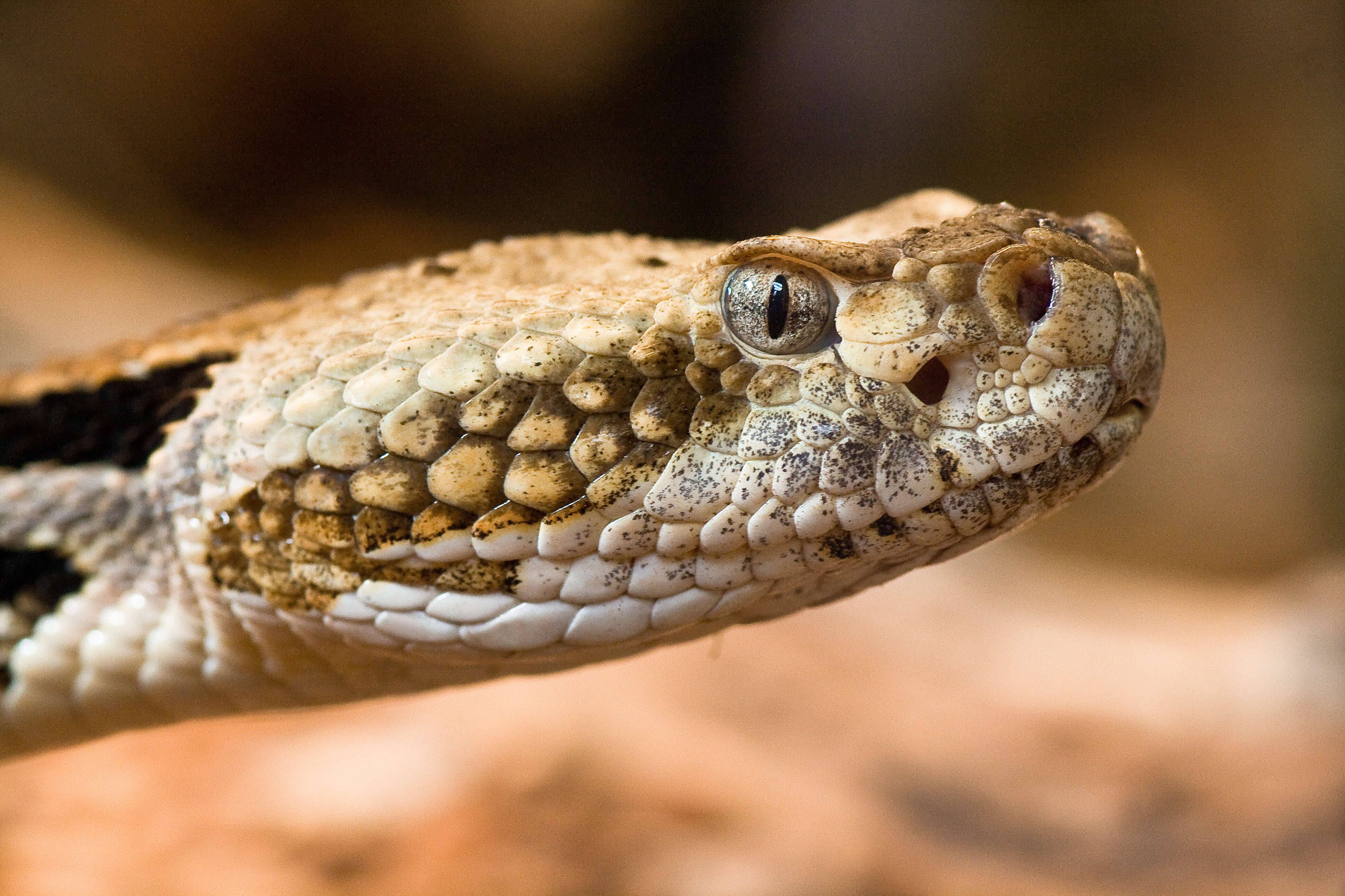 Image of Timber Rattlesnake