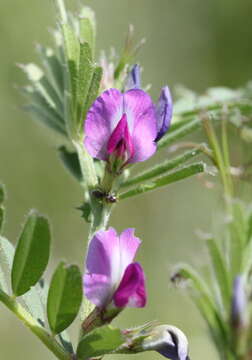 Image of Common Vetch