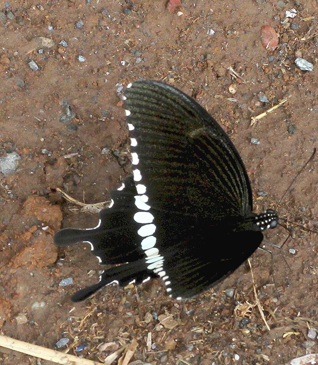 Image of Papilio polytes Linnaeus 1758