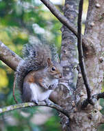 Image of Sciurus subgen. Sciurus Linnaeus 1758