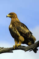 Image of Tawny Eagle