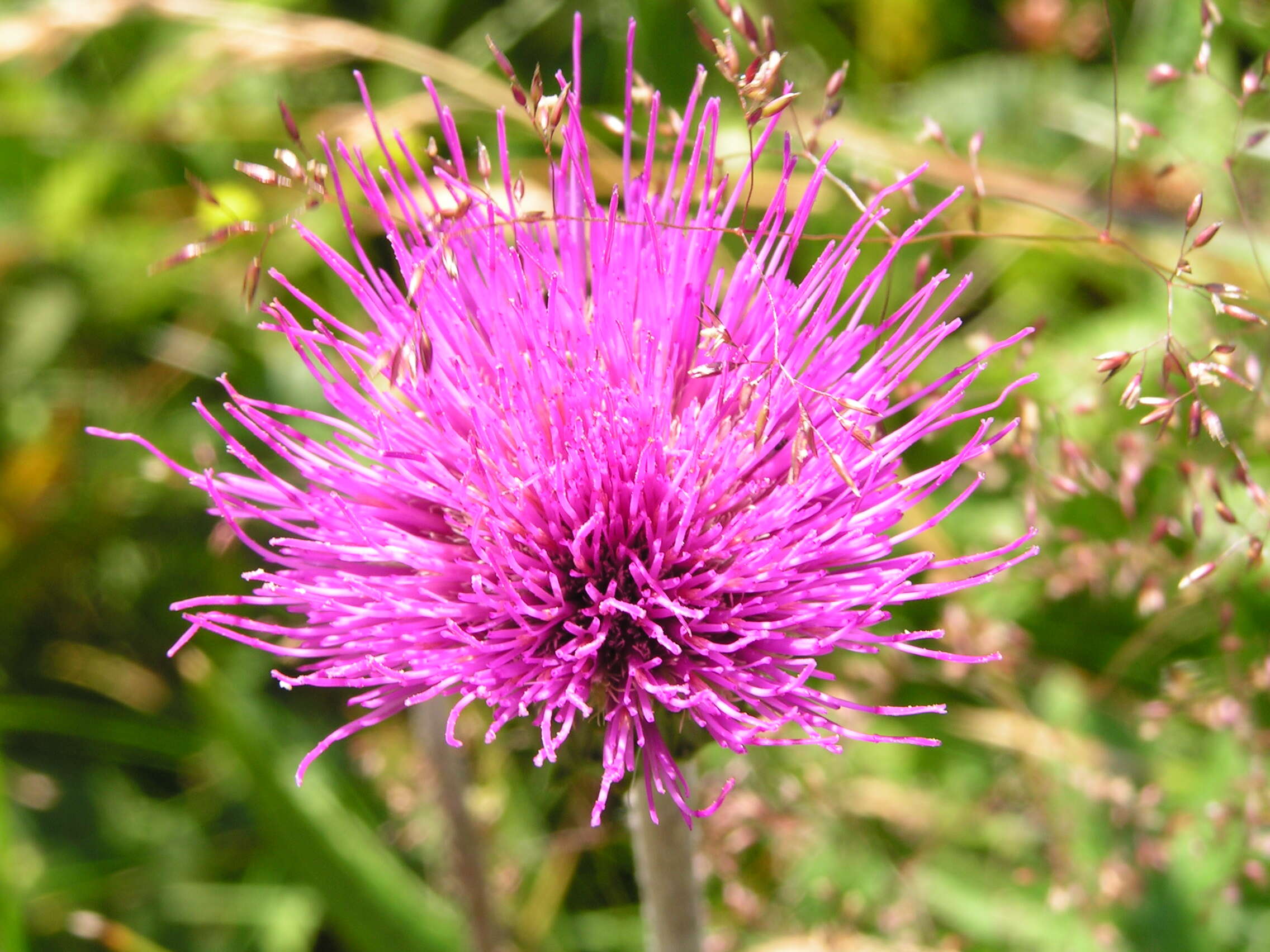 Image of Cirsium pannonicum (L. fil.) Link