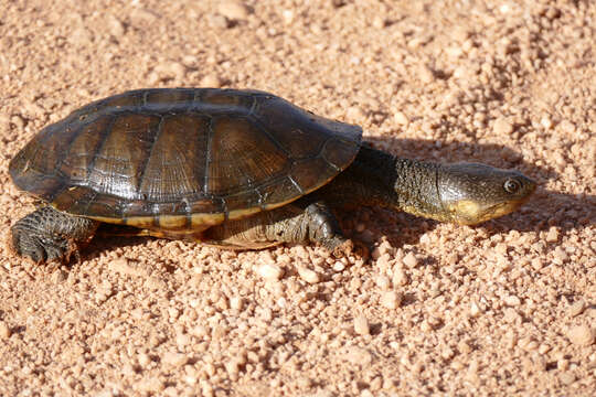 Image of Big-Headed Pantanal Swamp Turtle