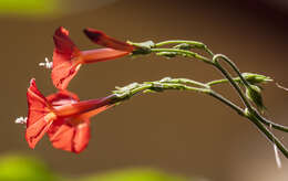 Image of Ipomoea cholulensis Kunth