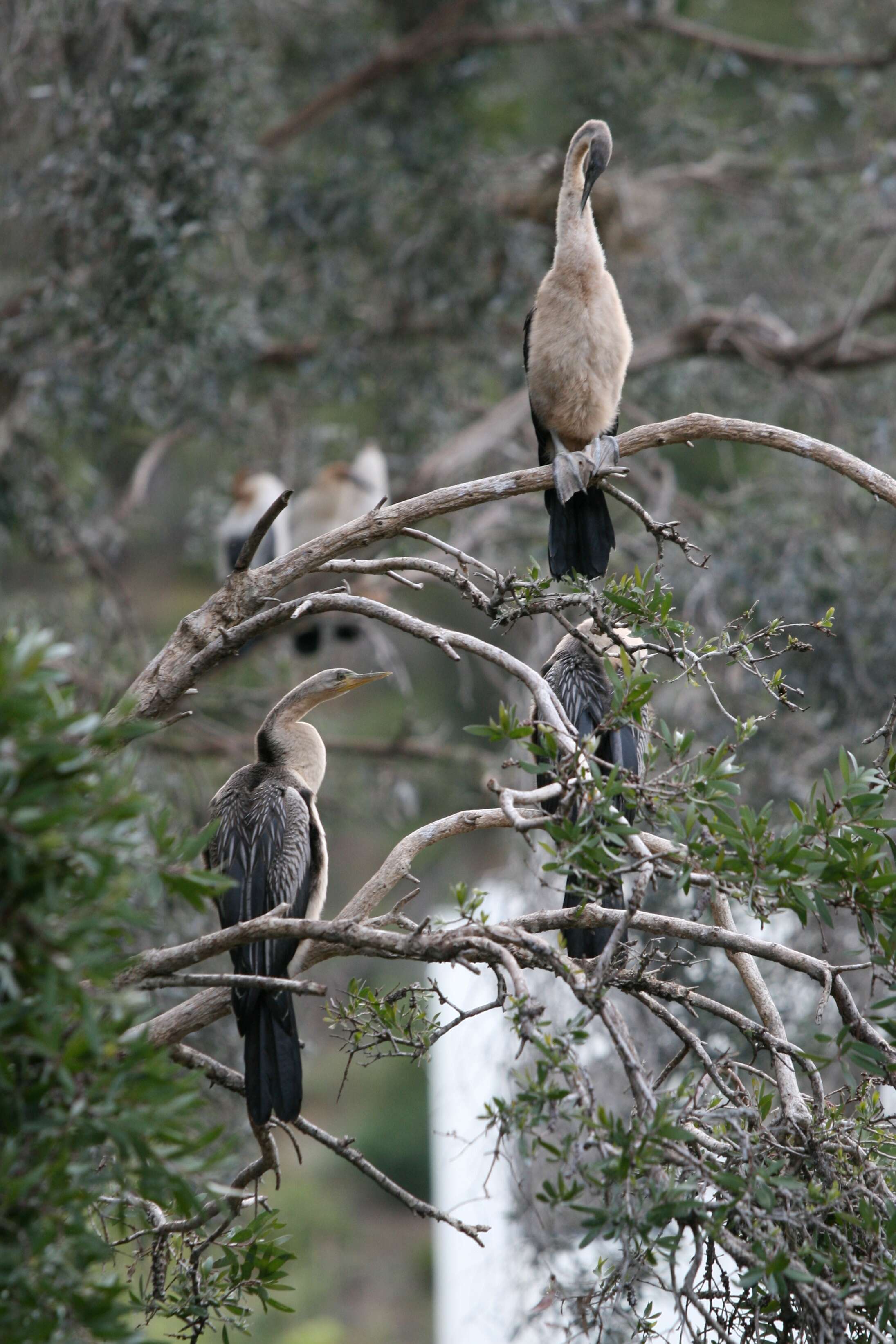 Image de Anhinga d'Australie